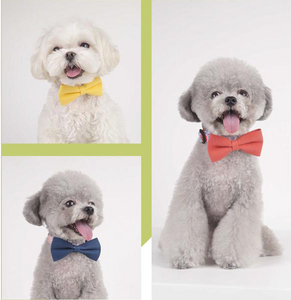Collar Pajarita para Mascotas