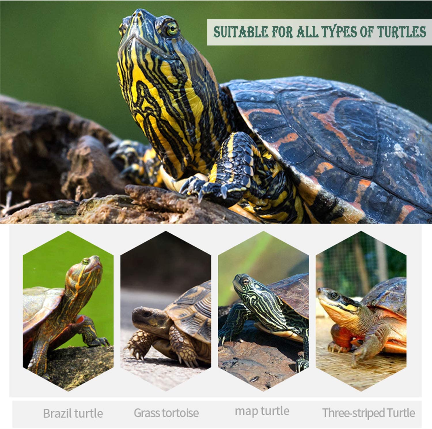 Alimento Tortuga Gammarus