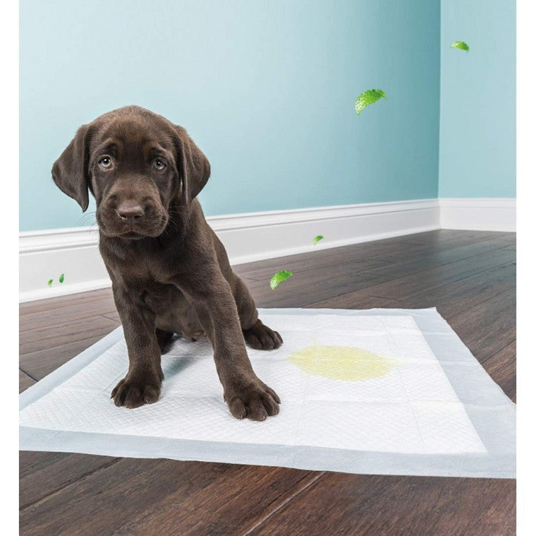 ▷ Sabanindas Empapadores Texpol 60X90 【 Perro 】